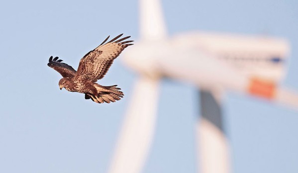 SFS_Windenergie_Vogel